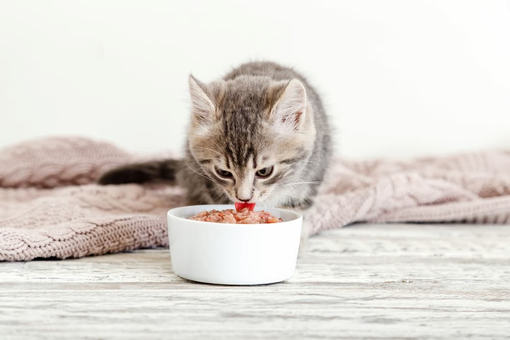 Best Kitten Food of 2024