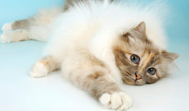 Birman cat laying down