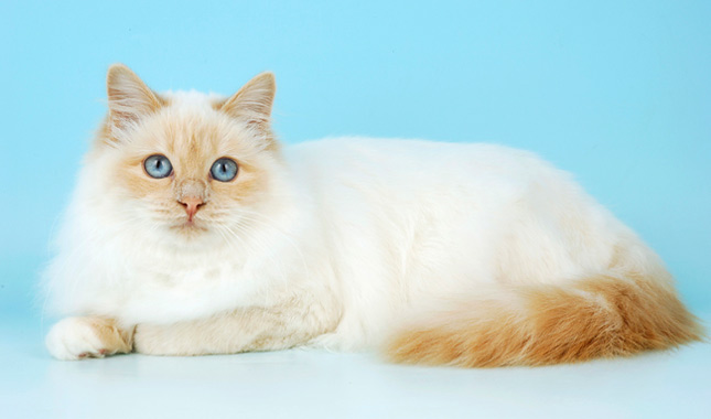 Birman cat