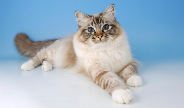 Birman Cat on Blue Background