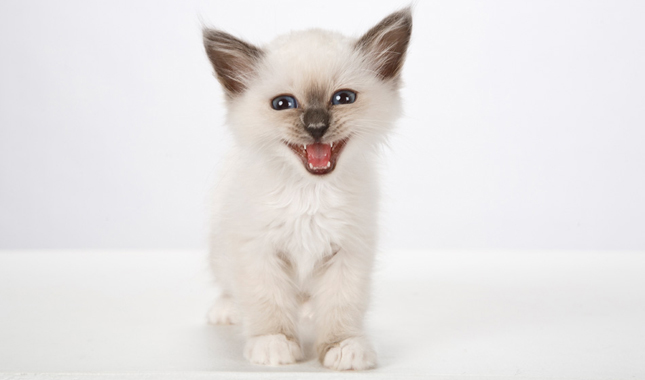 Small White Birman Kitten