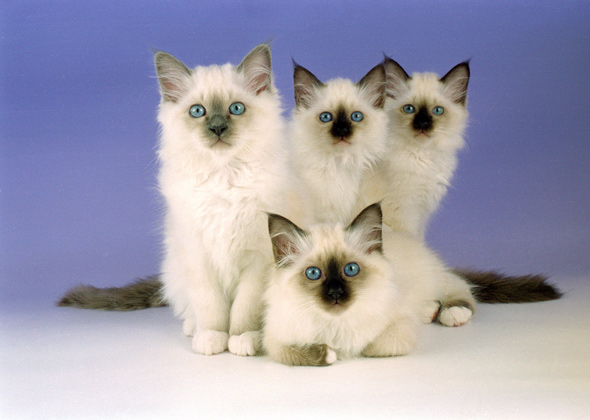 Birman