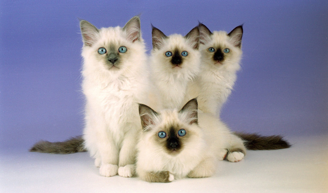 Four Birman kittens