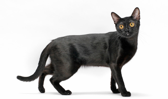 Bombay cat