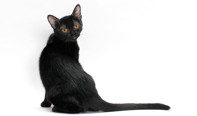 Bombay cat