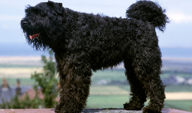 Bouvier des Flandres