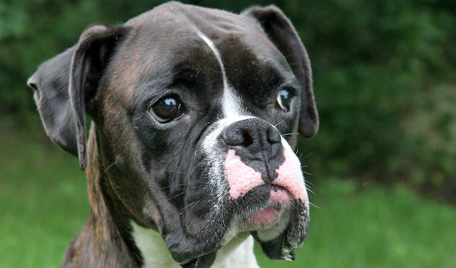 Boxer Dog Breed