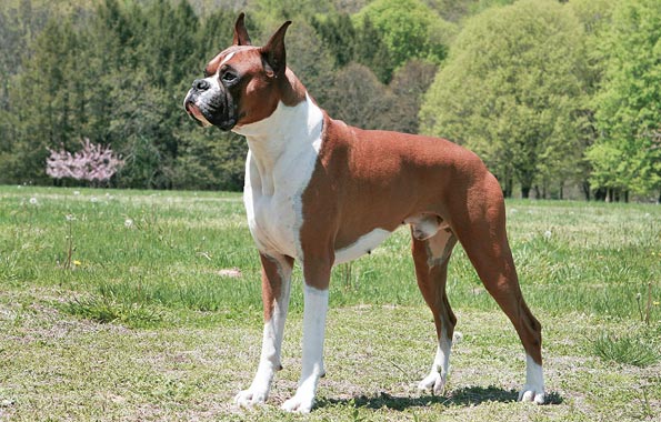 Boxer Dog Breed