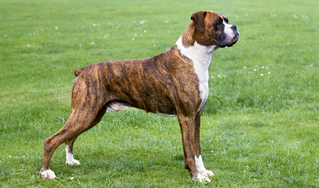 Boxer Dog Breed