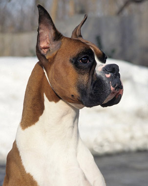 Boxer Dog Breed