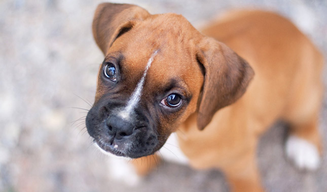 Boxer Dog Breed