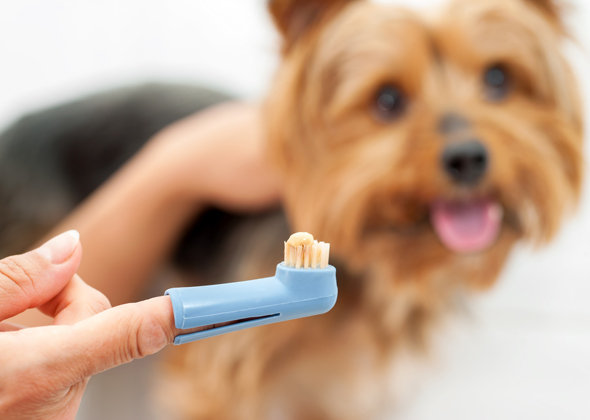 Myth: Brushing a pet's teeth every day isn't necessary.