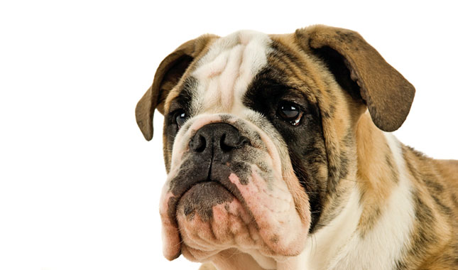 Bulldog Dog Breed