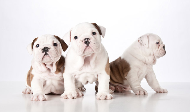 Bulldog Dog Breed