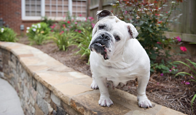 Bulldog Standing on Garden Ledge