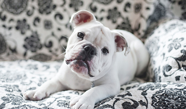 White Bulldog Puppy on Sofa