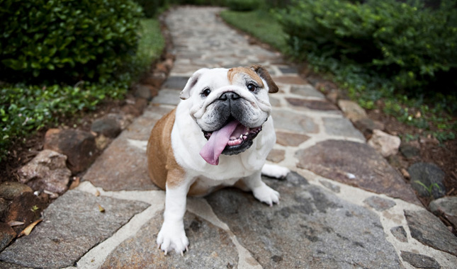 Female Bulldog Smiling