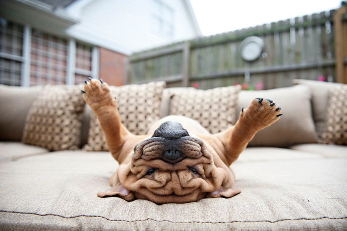 Bulldog Upside Down on Couch