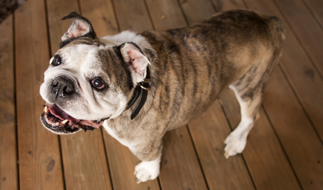 Bulldog Standing on Wood Floor Looking Up