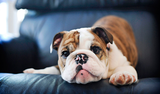 Young Bulldog Puppy