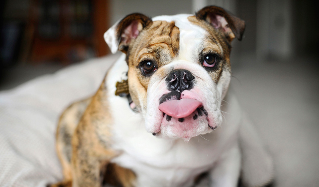 Bulldog With Tongue Out