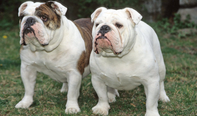 Bulldog Dog Breed