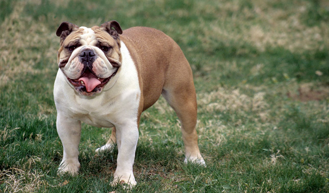 Bulldog Dog Breed