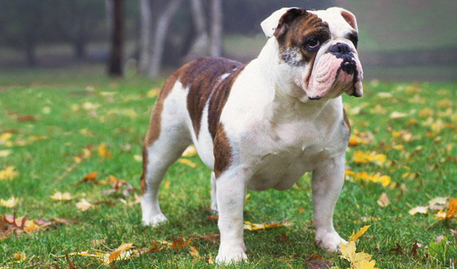 Bulldog Dog Breed