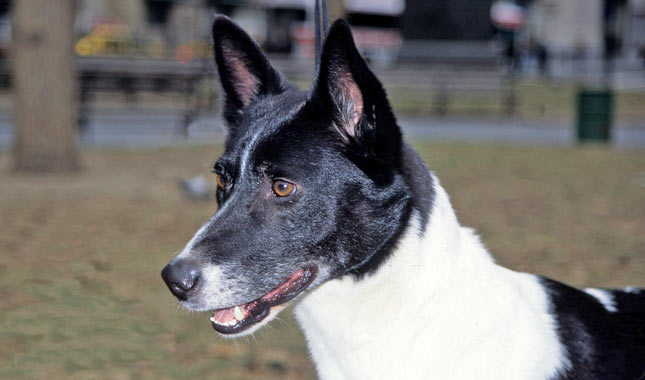 Canaan Dog 