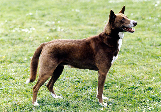 Canaan Dog