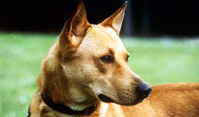 Canaan Dog close up