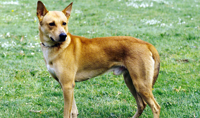 Canaan Dog