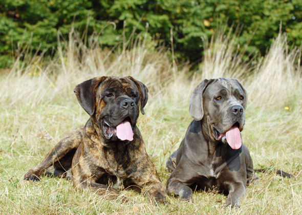 No. 3: Cane Corso