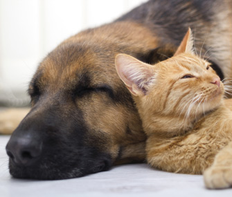 Cat and dog lying on each other