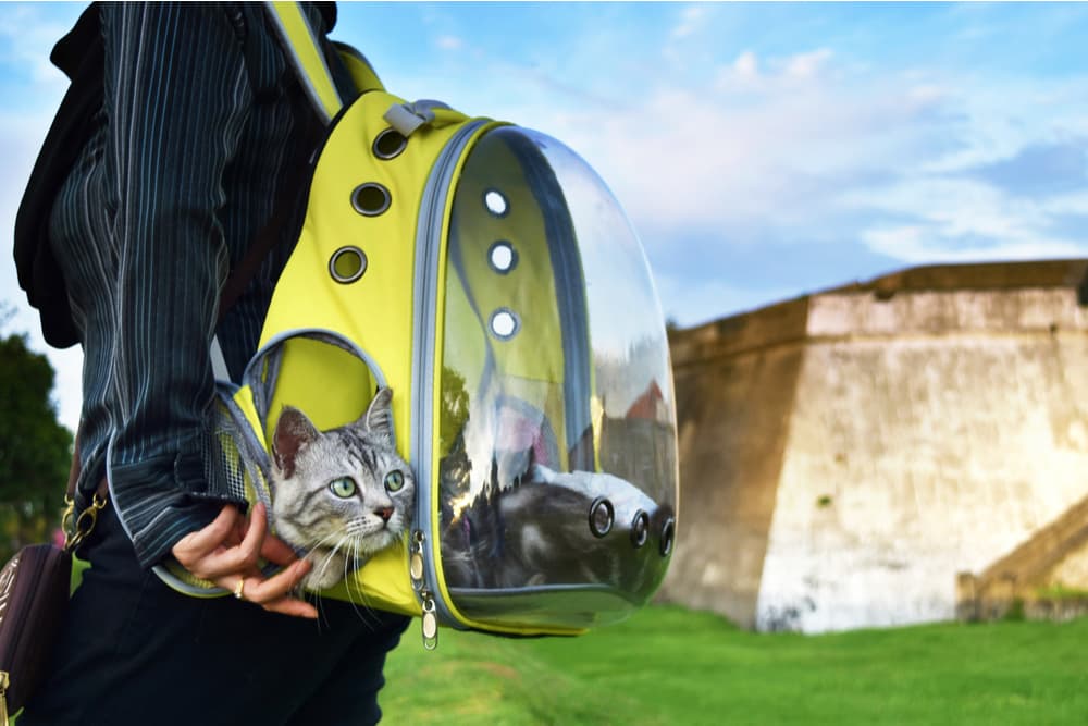 The 8 Best Cat Backpack Picks for Carrying Felines