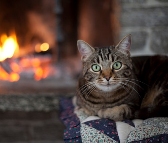 Cat by the fire