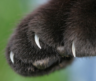 Cat claws