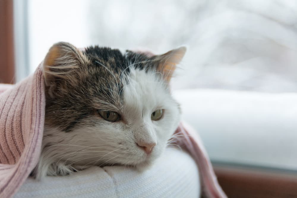 8 Cat Cone Alternatives for Recovery