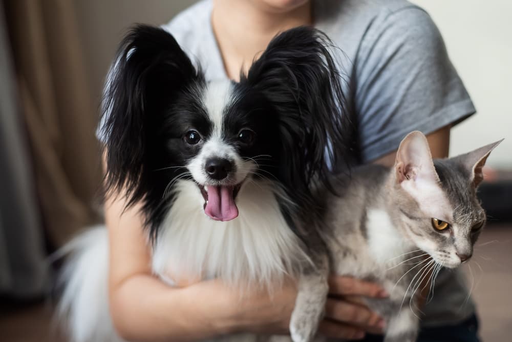 Dog and cat being held by their owner