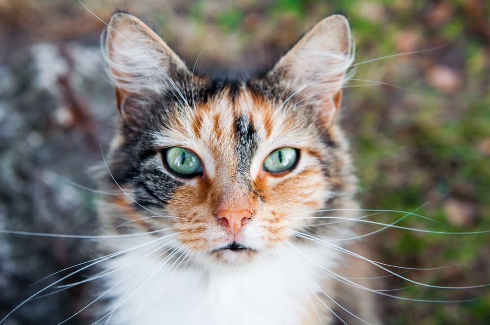 Cute cat looking up to camera very sweetly