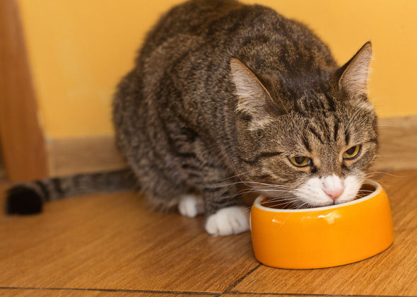 Myth: Food is the best way to show your pet love.