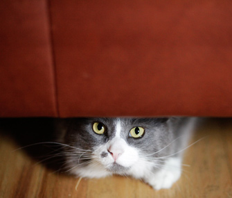 Training Tips to Help Socialize a Shy Cat