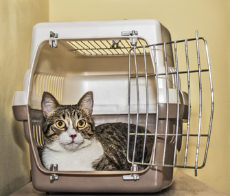 How to Crate Train Your Cat