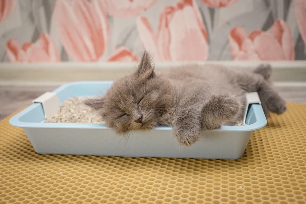 Cat laying in litter box under cat litter box