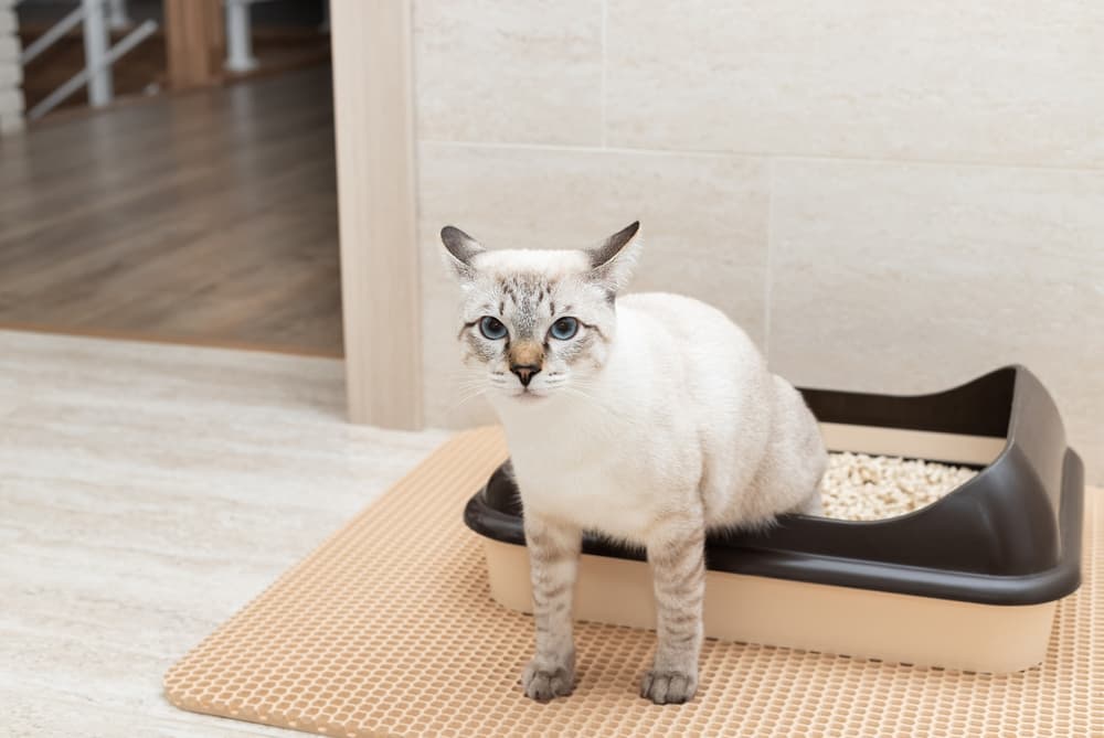 8 Best Cat Litter Mats to Prevent Mess