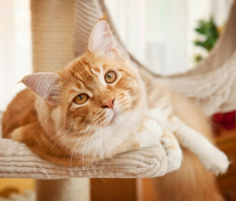 Learn How to Train Your Cat to Lie Down