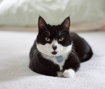 Cat on bed