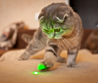 Cat Playing With Laser Pointer