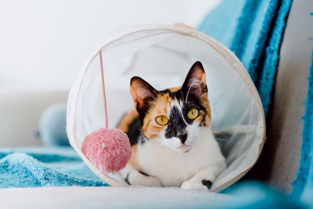 Cat playing in cat tunnels at home in a blanket