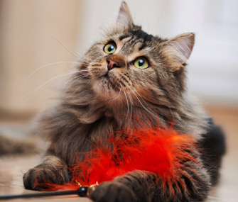 Cat Training A-to-Z: Brief Glossary of Tools